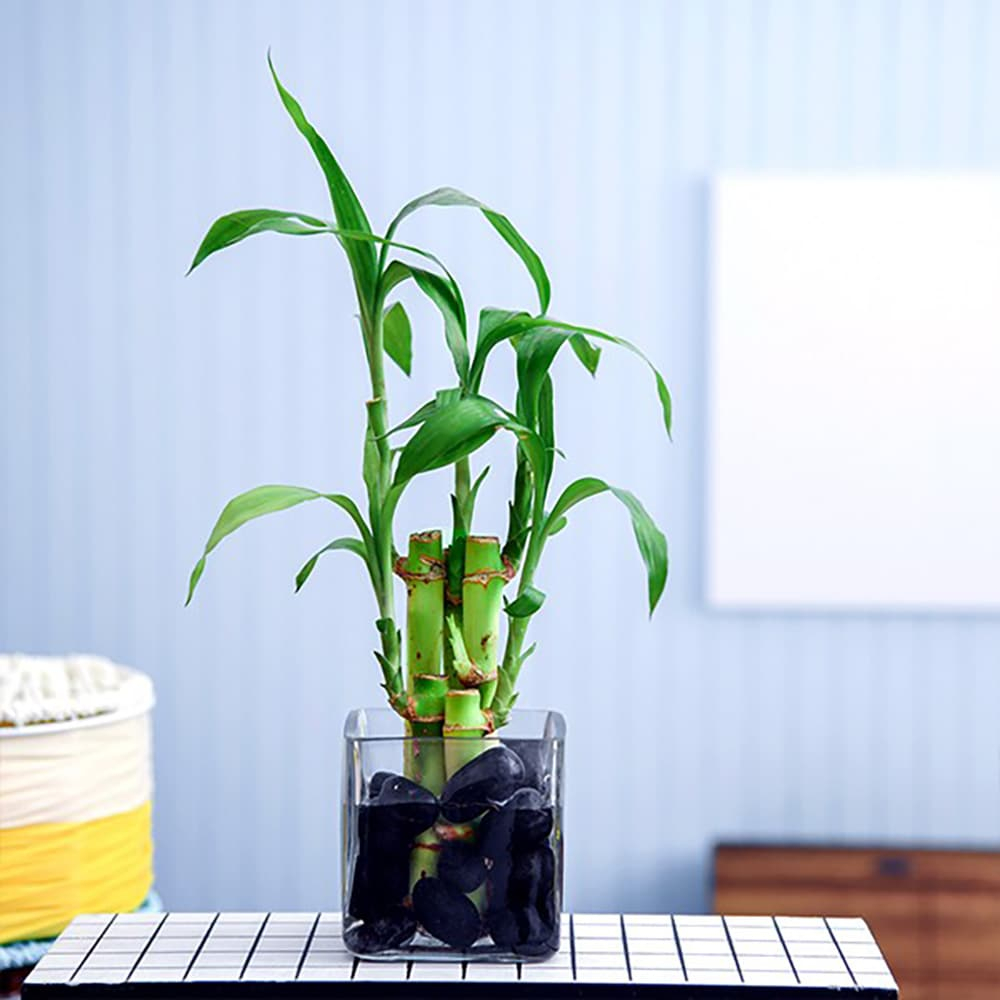 5 Lucky Bamboo Stalks