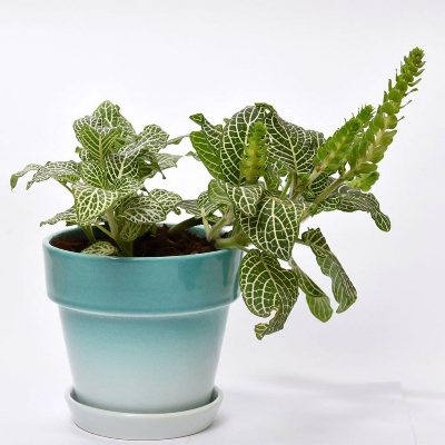 Fittonia with Green Finish