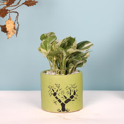 Good Luck Money Plant in Ceramic Pot