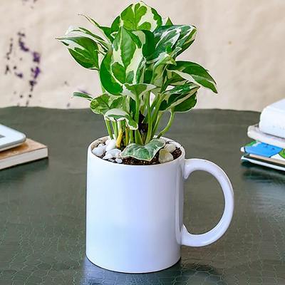 Refreshing Money Plant Mug