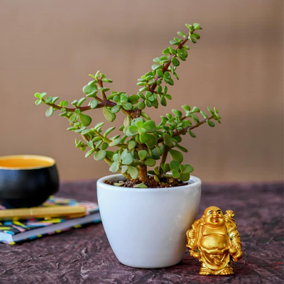 Boomer Jade Plant with Laughing Buddha or Monk
