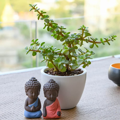 Happiness with Jade plant and Buddha