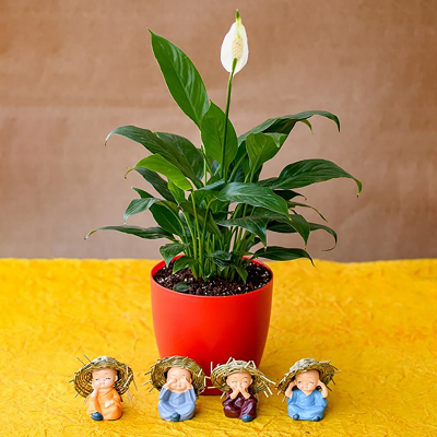 Pleasing Peace Lily with Cute Monks