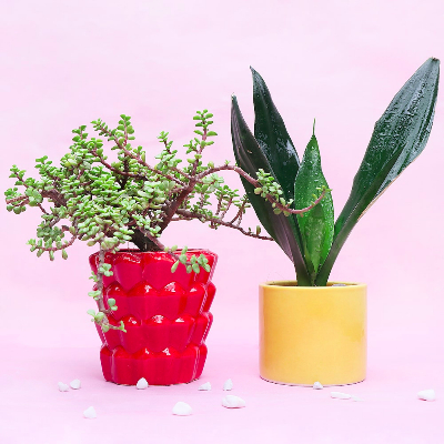 Red & Yellow Potted Plants