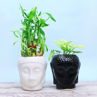 Set Of 2 Plants In Buddha Pot