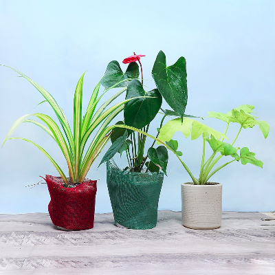Best 3 House Plant Set
