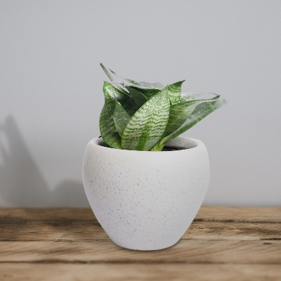 White Melody Sansevieria