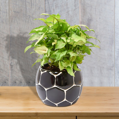 Syngonium with Black football shape