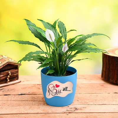 Wow Plant Gift For Mum