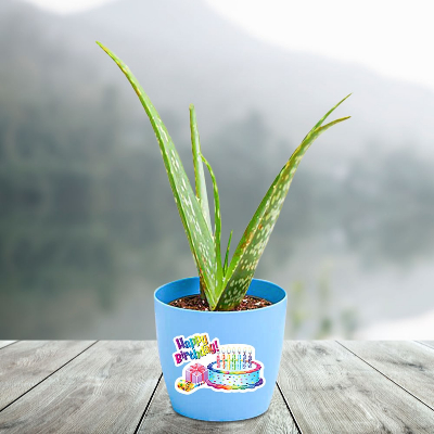 Cute Aloe Vera Plant In Nursery Pot
