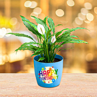 Happy Birthday Peace Lily Plant