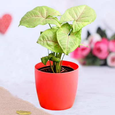 Elegant Syngonium Plant