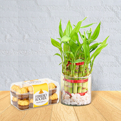 Lucky Bamboo With Rocher Chocolate