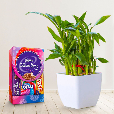 Lucky Bamboo With Small Cadbury Pack