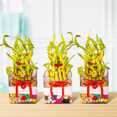 2 Layer Lucky Bamboo Plants For Mom