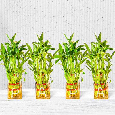 Gold King 3 Layer Bamboo Plant For Papa