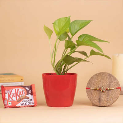 Money Plant With Ganesha Rakhi And Chocolate