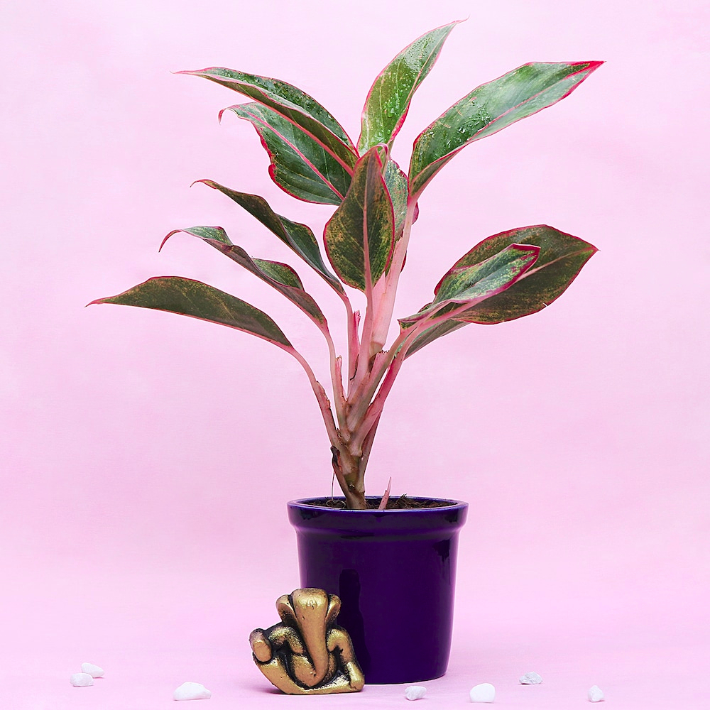  Potted Plant & Ganesha Idol