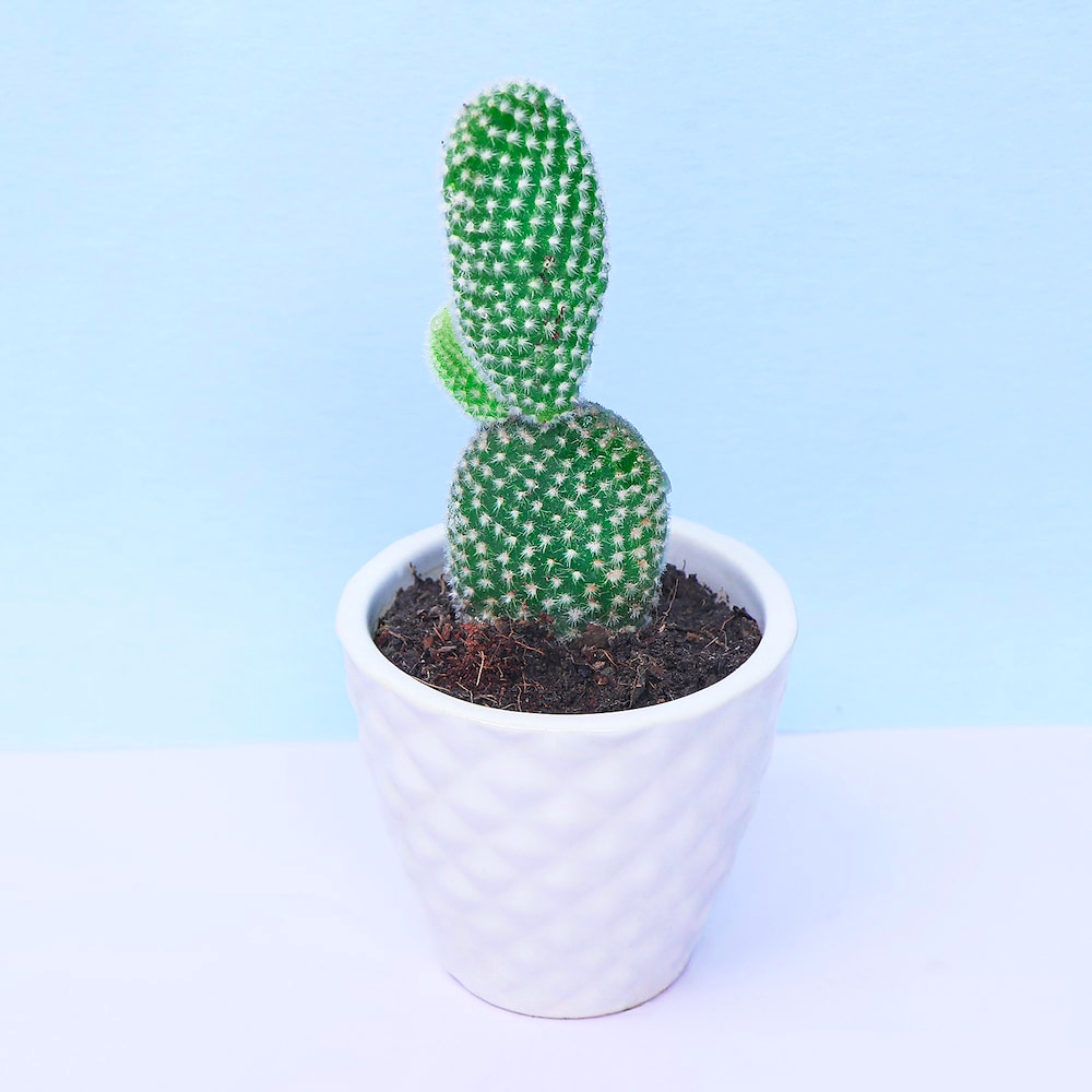  Green Bunny Ear Cactus Plant