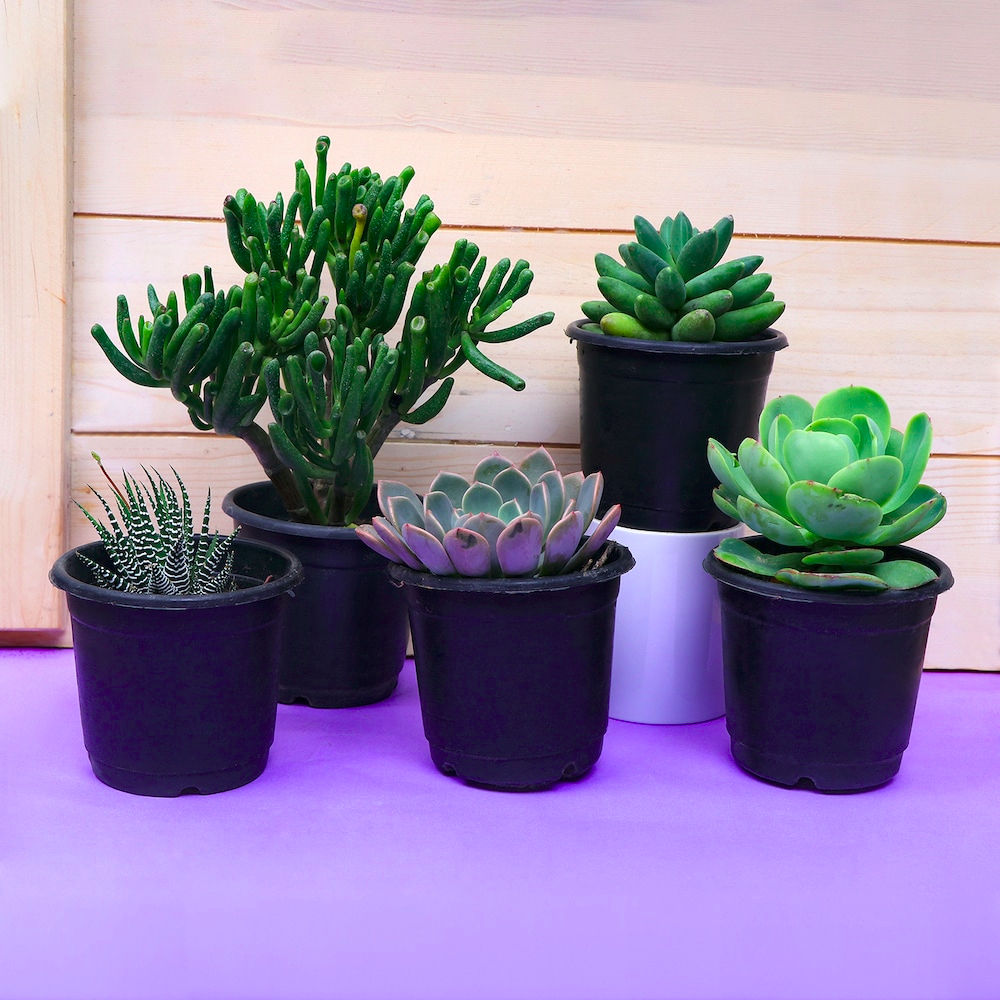 Special Plants Combo for Home