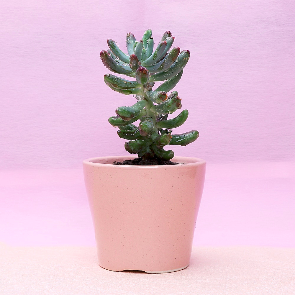  Soothing Pachyphytum Hookeri