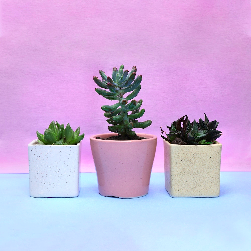  Set of 3 Home Plants