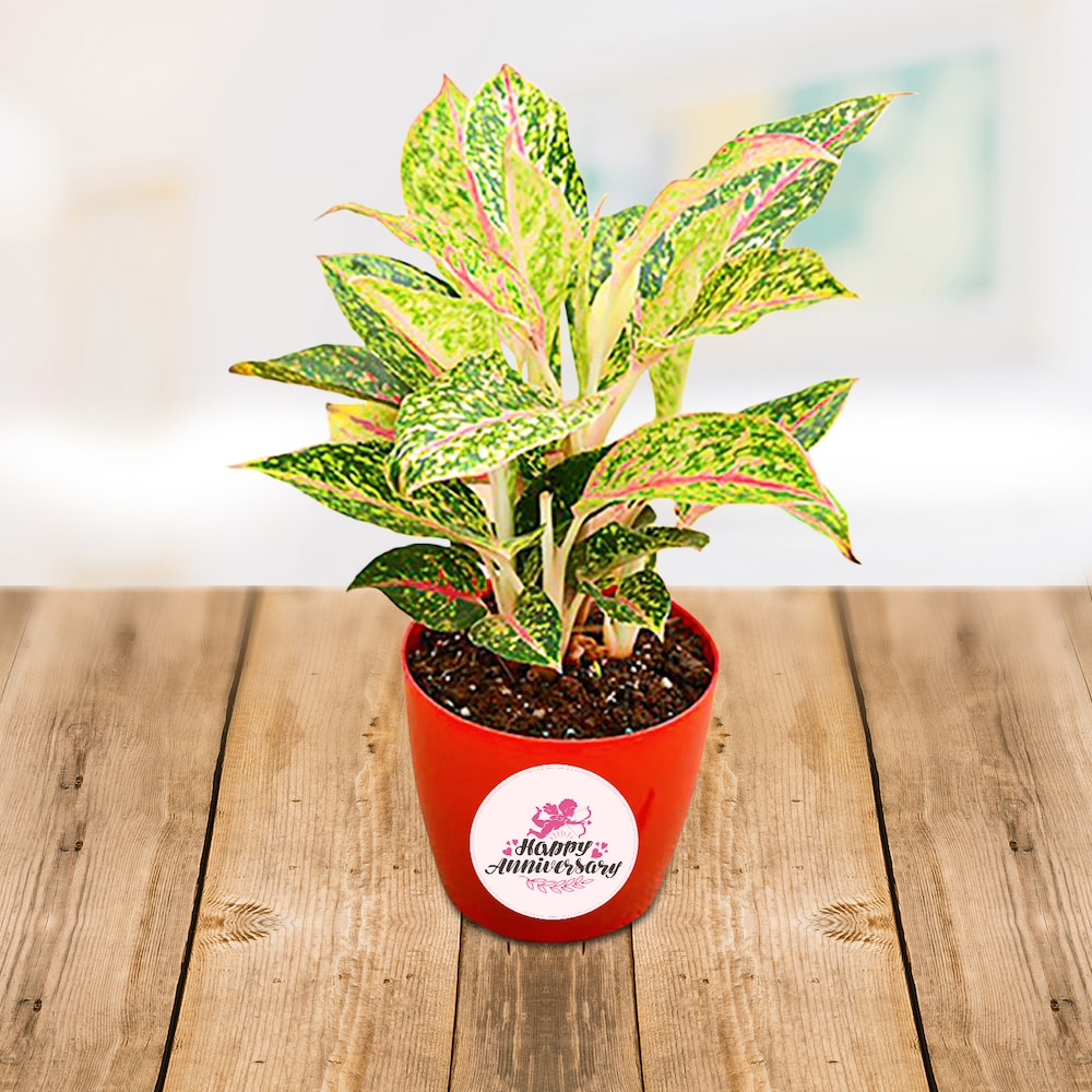  Aglaonema Butterfly Plant