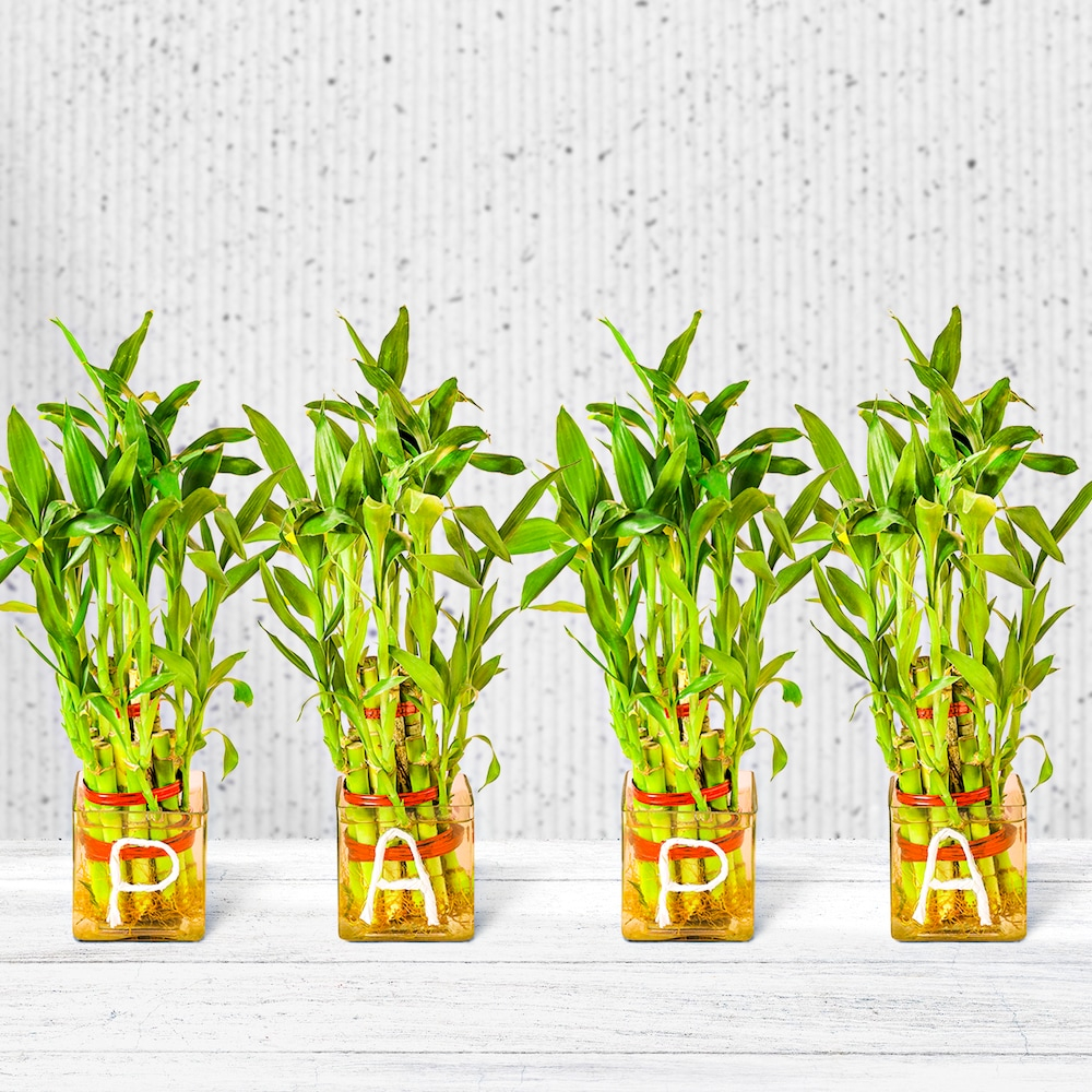  Gold King 3 Layer Bamboo Plant For Papa