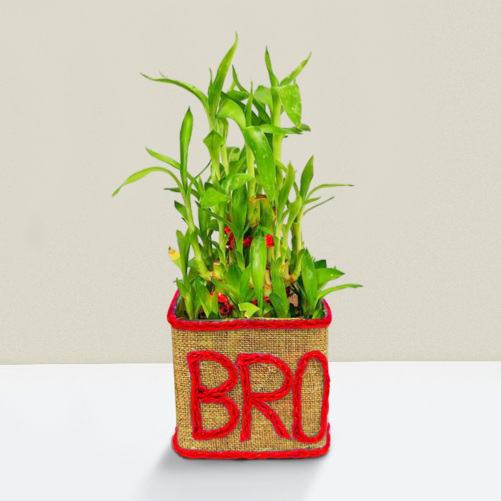  Bro Bamboo Plant